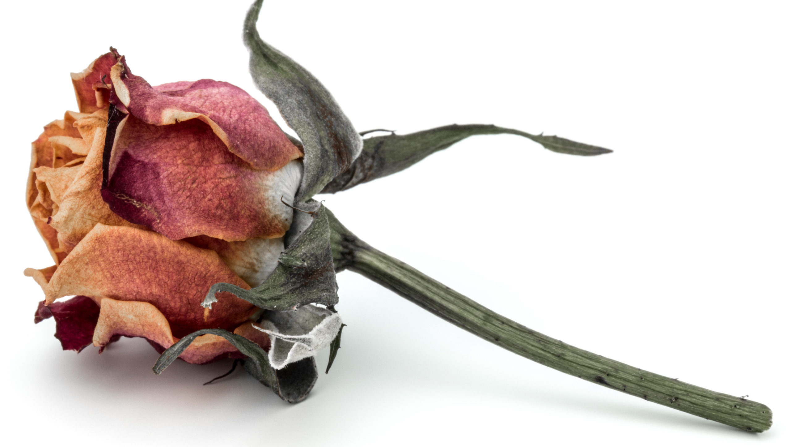 A cut-off rose. Things are not looking good for agriculture.