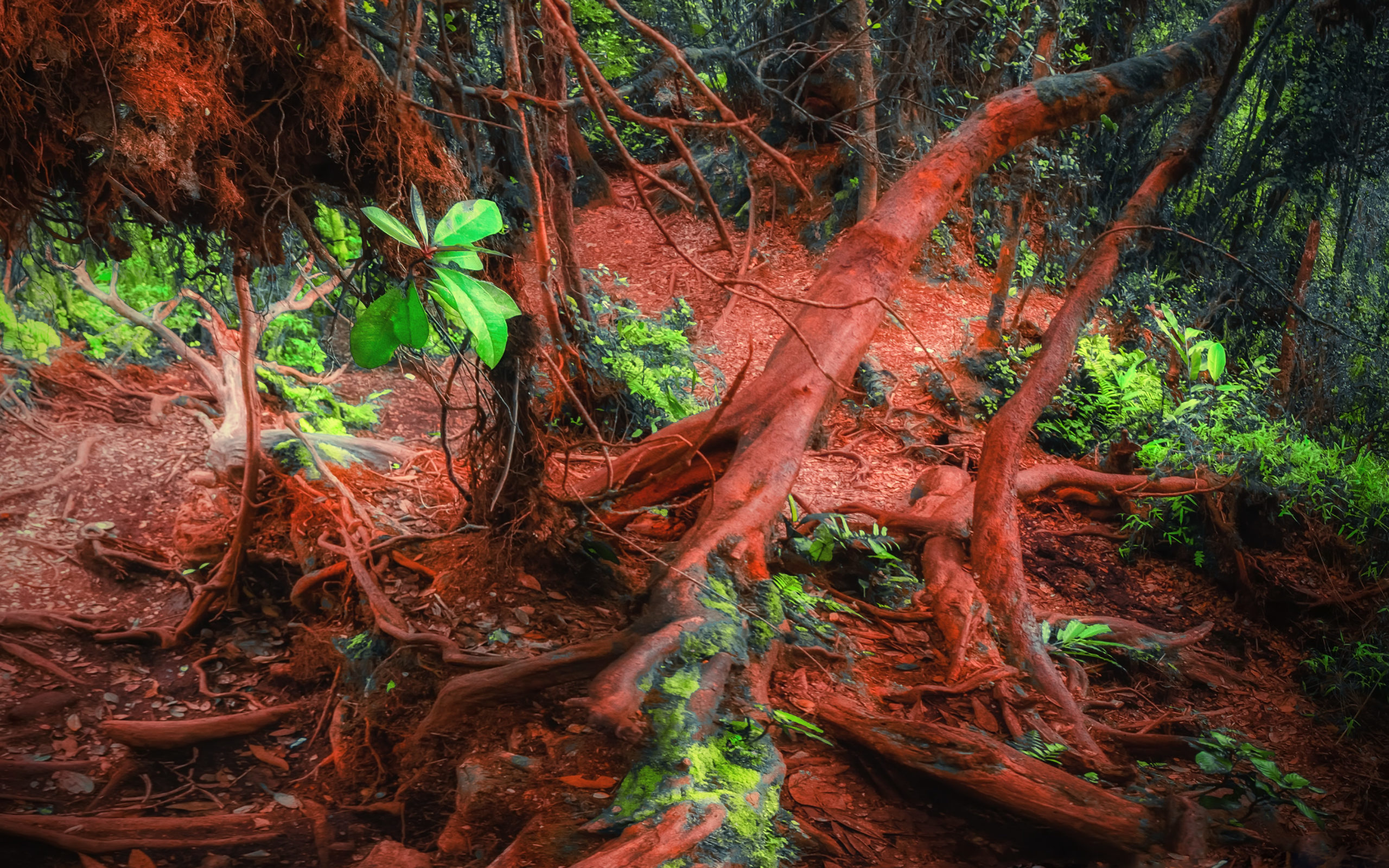 Some of the locations of first agricultur might not look like what you expect, like this patch of gnarly roots in the jungle.