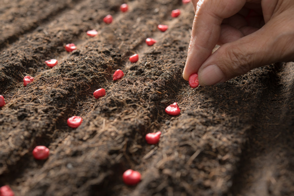 Seeds planted with intent first formed the goddess of agriculture.