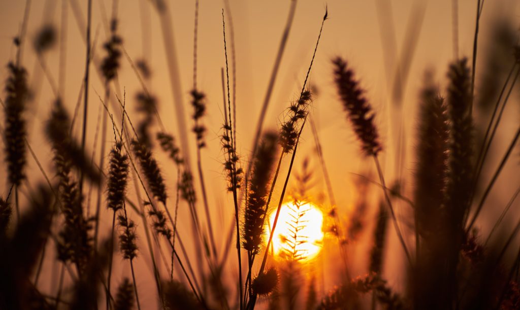 The sun sets behind tall grass - is this the end of Agriculture?